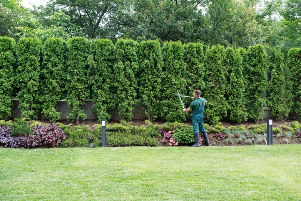 entretien paysager metlau gatineauming Hedge. taie de haie de cedre gatineau